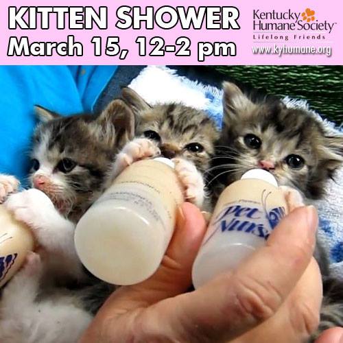 4 Clever Ways to Message Kitten Season ASPCA Professional