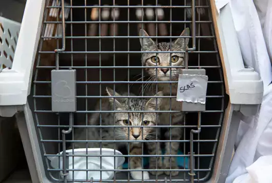 two gray kittens in transport crate