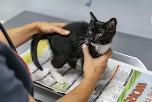 black and white kitten being examined