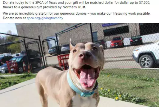 screenshot of social media post from SPCA Texas featuring tan pit mix named Rose
