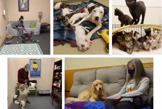 A collage of rooms created for shelter pets.