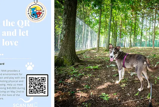 a dog stands outdoors in an open forest with a staff worker unleashed