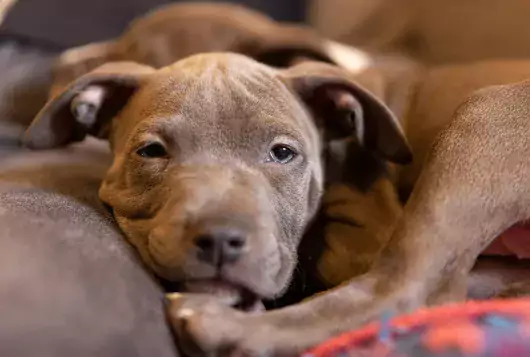 two sleepy gray pit type puppies relax in their foster home