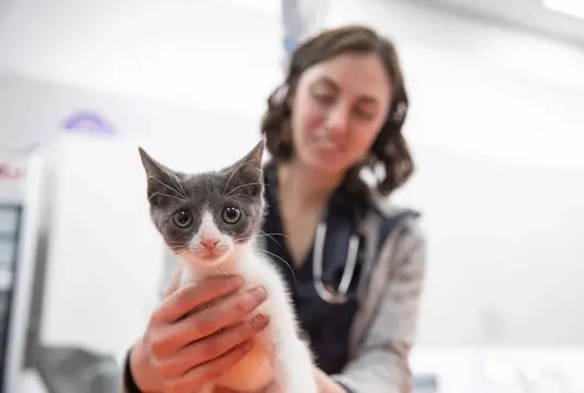 veterinary staff gently holds a small white and gray kitten on a clinic table