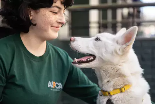 Woman in ASPCA shirt looking at white dog