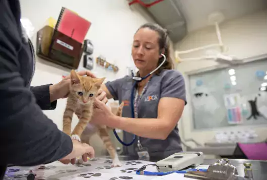 Two ASPCA staff members holding an orange kitten on examination table