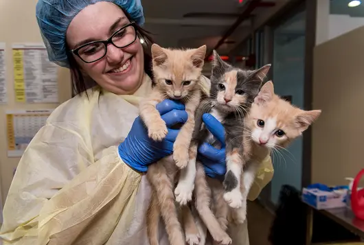 three kittens held by smiling vet