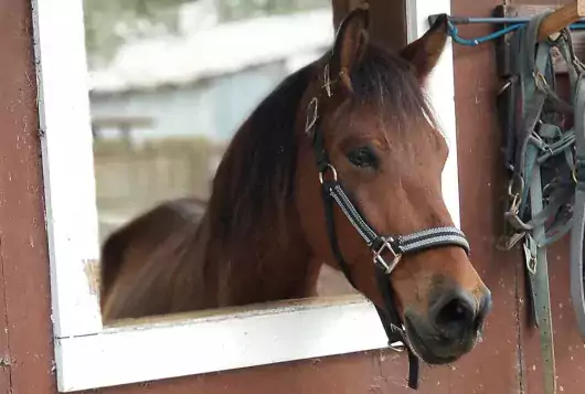 brown adult horse looking through barn window