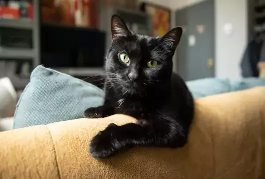 black cat in apartment on blue sofa