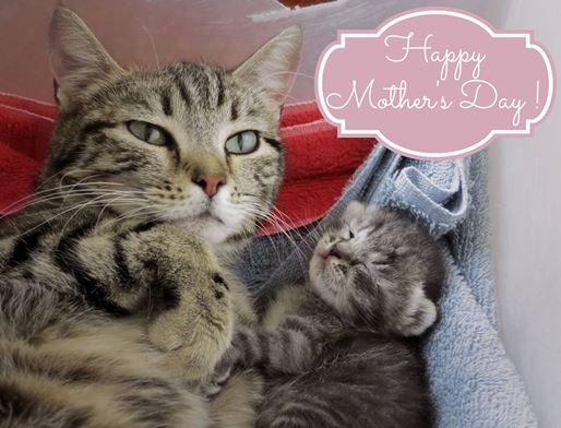Image result for cat dressed up for mothers day