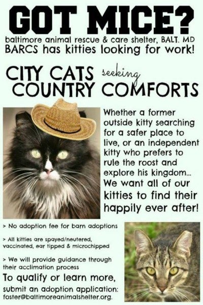 10 brilliant cat adoption promos aspcapro promotional flyer examples