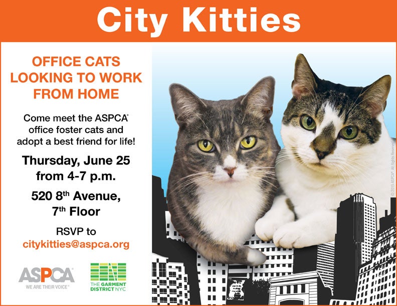 10 Brilliant Cat Adoption Promos | ASPCApro
