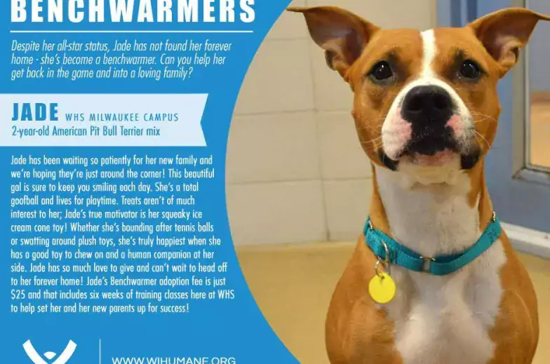 promo for dog adopton from wisconsin humane featuring brown and white pit mix
