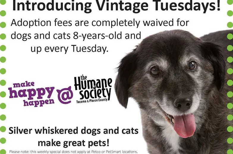 senior black and white dog on adoption promo poster