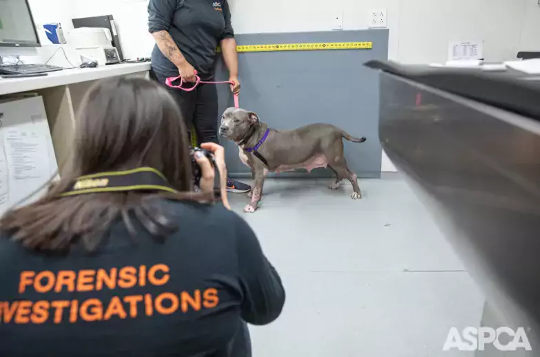 Person wearing Forensic Investigations shirt photographing a dog