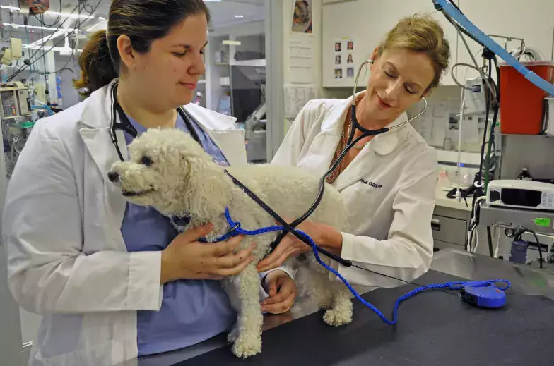 2 vets in white coats examining and holding a white dog