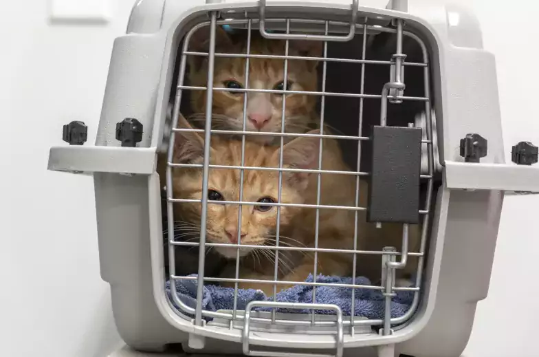 Multiple orange kittens inside of a carrying crate