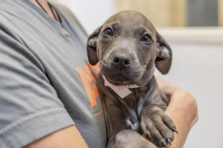 multicolored puppy being held