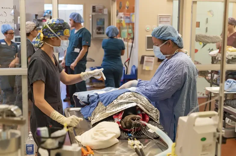 Two people in scrubs performing surgery on a dark brown dog