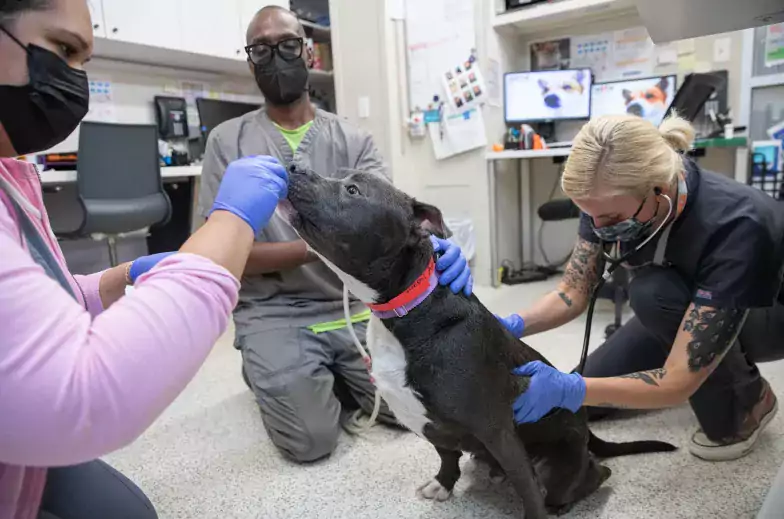 Three people on the floor in doctor's office with a black dog