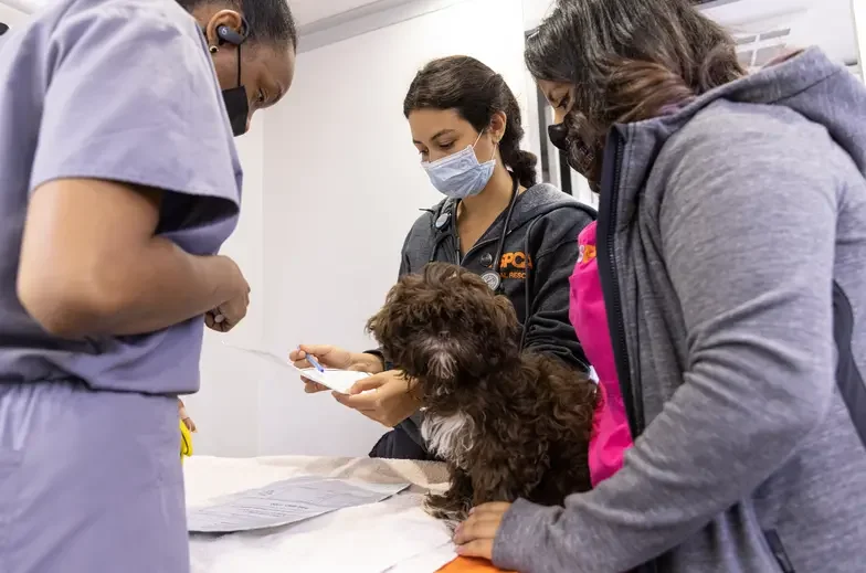 3 ASPCA team members around an examination table with a brown dog on it 