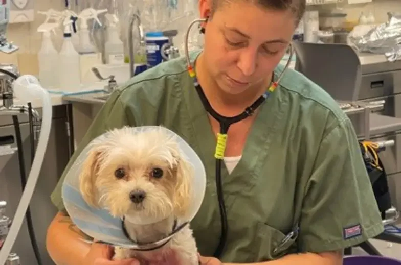 person in scrubs holding a white dog on an examination table