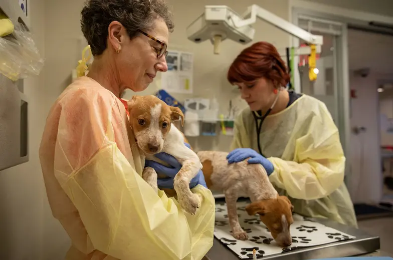 Two people in scrubs holding a brown and white dog