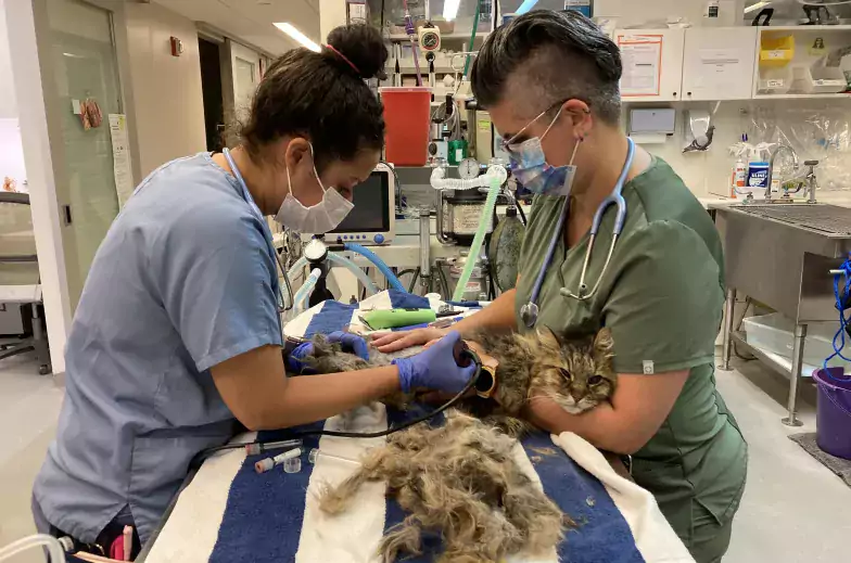 Gray cat getting its belly shaved by person in scrubs