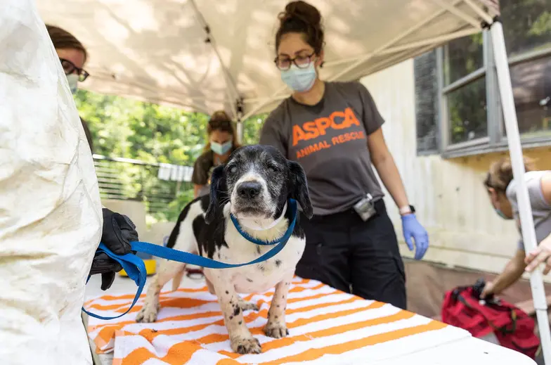 White and black dog being examined by ASPCA team