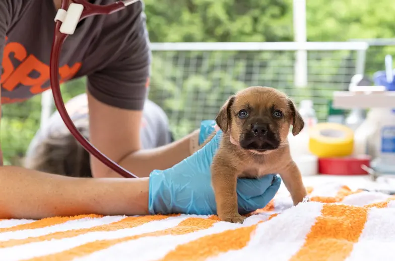 Small brown puppy on top of a towel being held by person wearing gloves