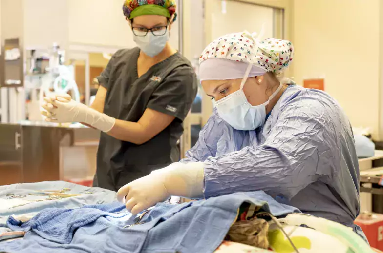 Two people in scrubs performing surgery on a cat
