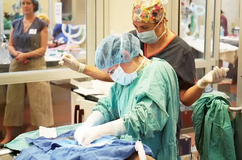 Veterinarian performing surgery