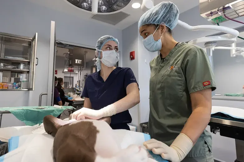 Two members of clinic medical staff look at an anesthetized animal awaiting surgery