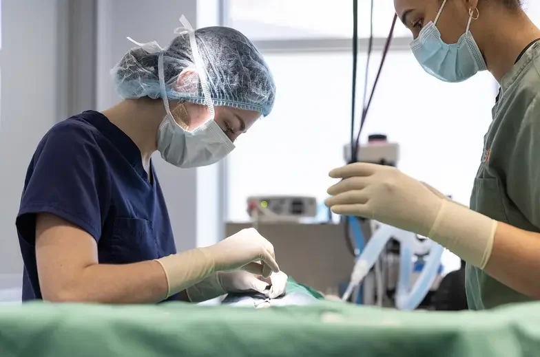 A veterinarian wearing scrubs and PPE performs surgery in the clinic