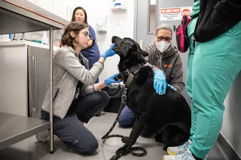 Clinic staff examine a large black dog