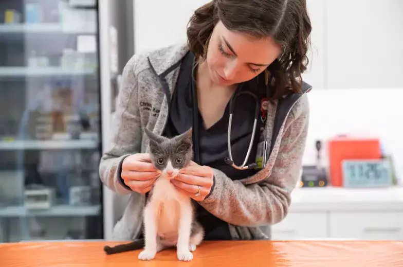 A veterinarian wearing a stethoscope examines a white kitten with gray ears in the clinic