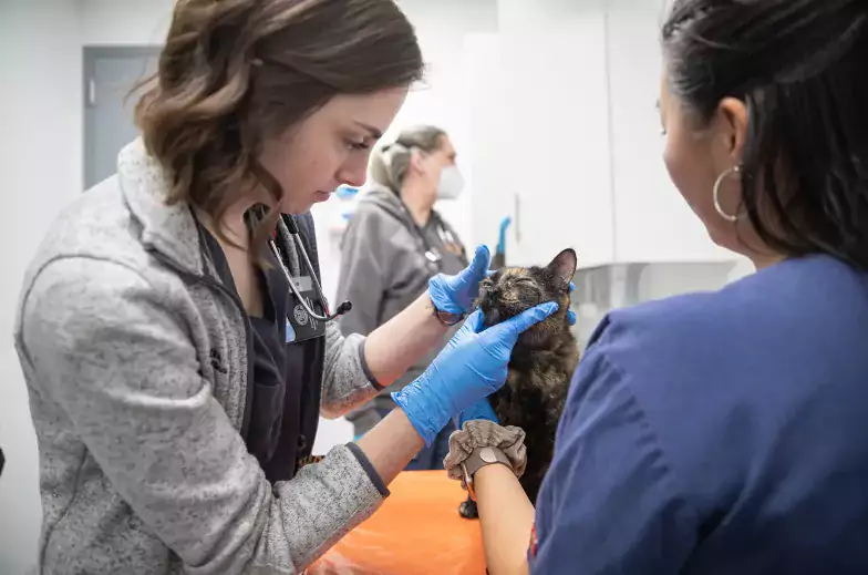 A veterinarian examines the ears of a black and brown brindle cat. Two other staff are in attendance.
