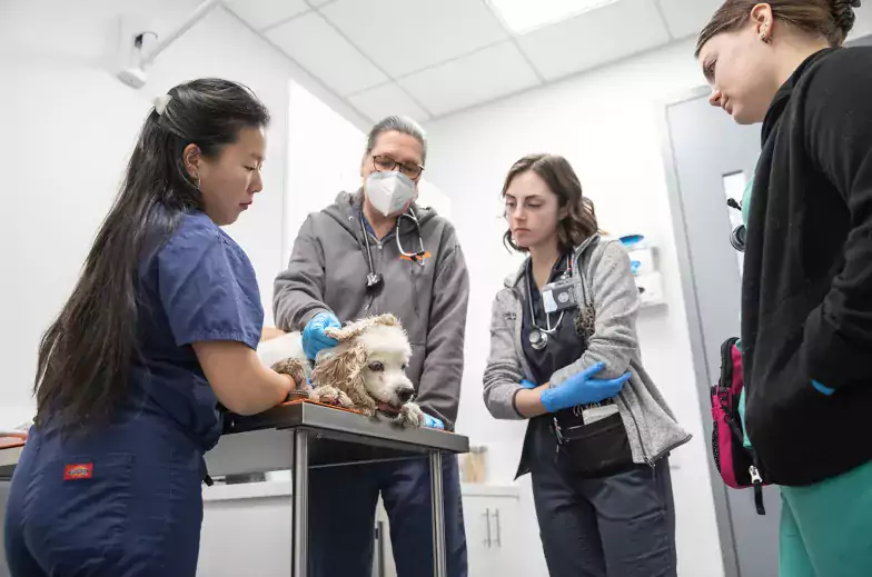4 medical staff examine a dog in a veterinary clinic setting. They are all wearing PPE and the dog appears comfortable.