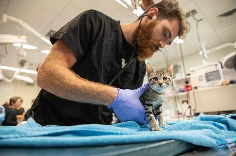 ASPCA intern in action in clinical setting