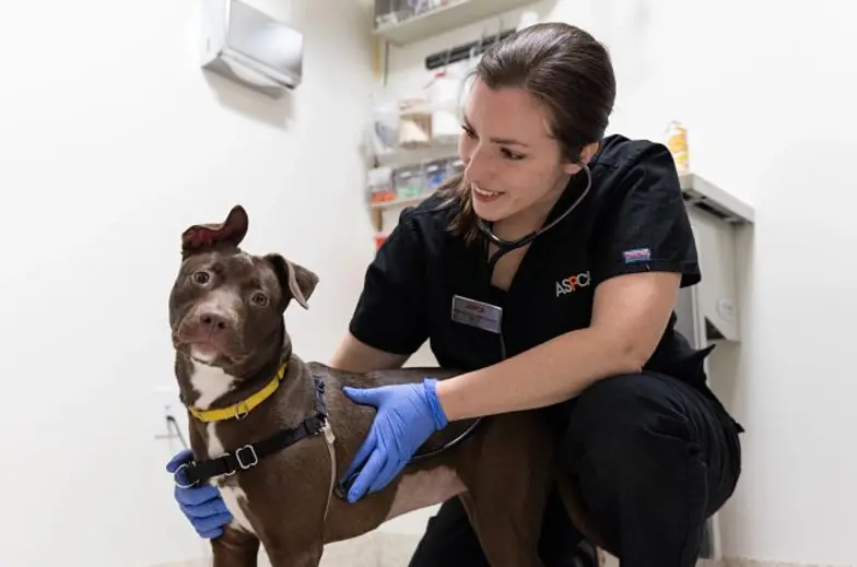 Veterinary trainees work with animals in Julie Morris program