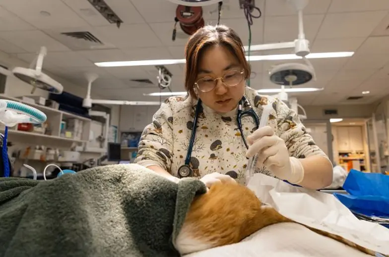 Intern working on an animal