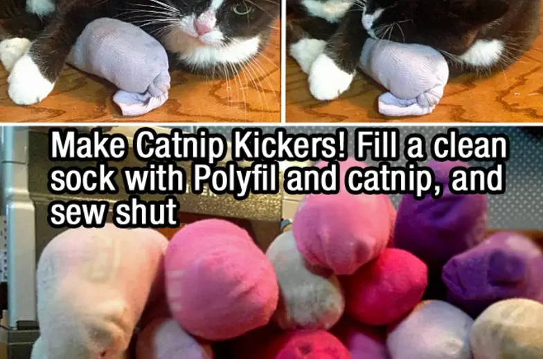 18 Life Hacks for Animal Shelters