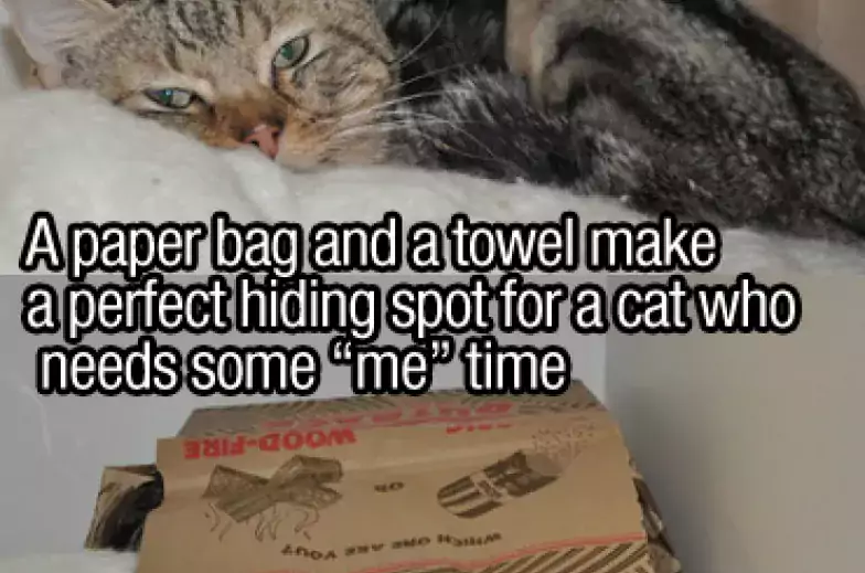 sleepy cat in a paper bag