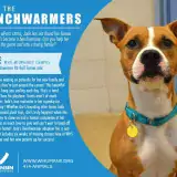 promo for dog adopton from wisconsin humane featuring brown and white pit mix