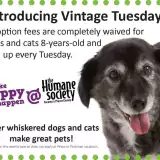 senior black and white dog on adoption promo poster