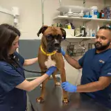 boxer type dog has a veterinary exam by two medical staff in blue scrubs