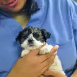 person in blue scrubs holds small black and white curly haired puppy