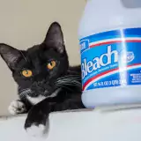 Black cat next to a bottle of bleach