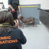 Person wearing Forensic Investigations shirt photographing a dog