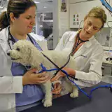 2 vets in white coats examining and holding a white dog